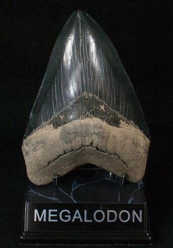 Glossy, Black, Serrated Megalodon Tooth #16195